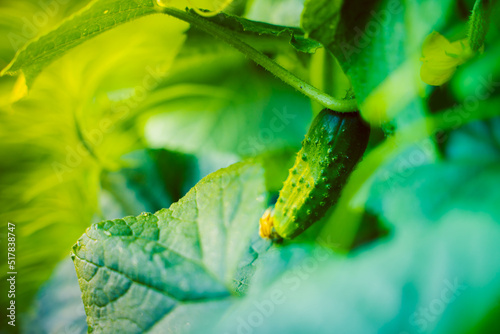 Fresh homemade cucumber grows on a home garden close-up. Soft glowing sunset lighting