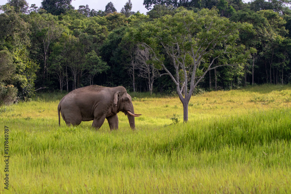 Fototapeta premium elephant walk in forest