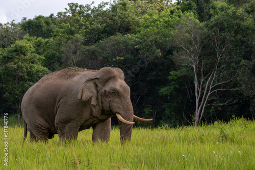 elephant walk in forest