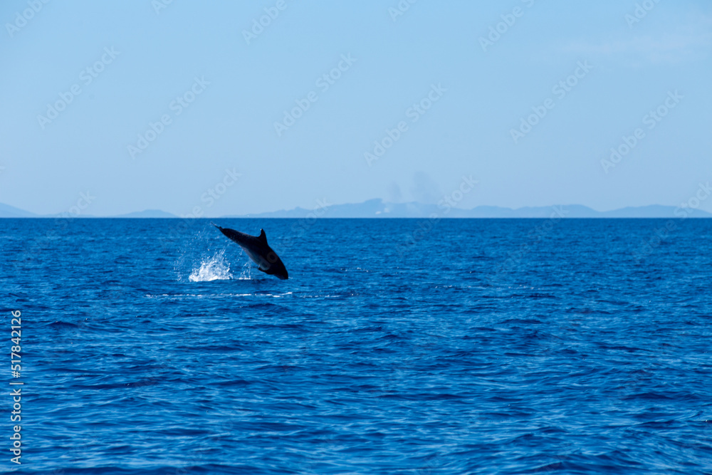 Fototapeta premium Delfin Tümmler Sprung aus dem Wasser