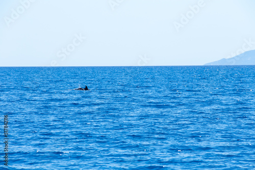 segel, delfin, fisch, rückenflosse, springen, springt, bug, schiff, boot © eremit08