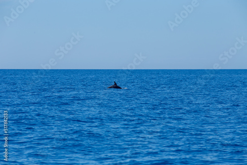 Delphin Schweinswal  Wal
