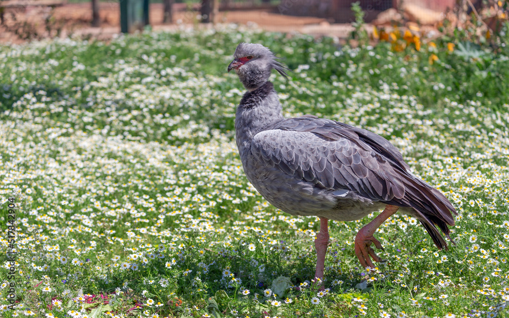 Naklejka premium Southern screamer (Chauna torquata) bird.