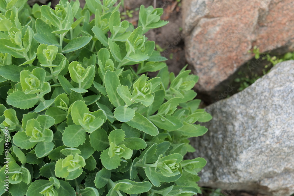yellow flowers green leaves with stone yellow flowers green leaves with stone