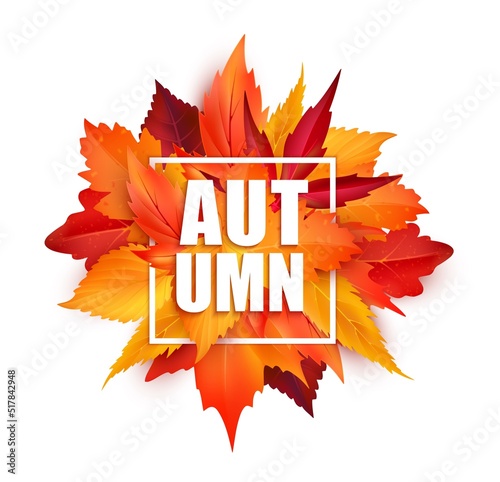 Realistic autumnal leaves, autumn season leaf fall background, vector banner. Autumnal leaves for sale season or thanksgiving holiday of red maple and birch leaves frame for promotion poster or card photo