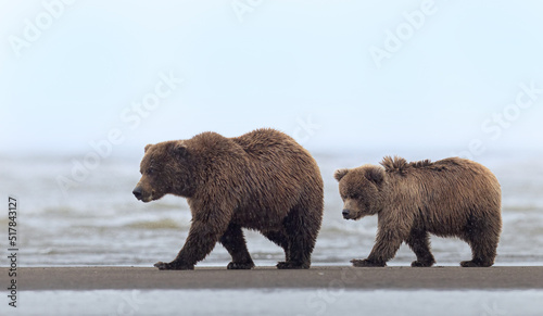 Konstfotografi A coastal brown bear mom and cub walk in perfect unison on a sandbar