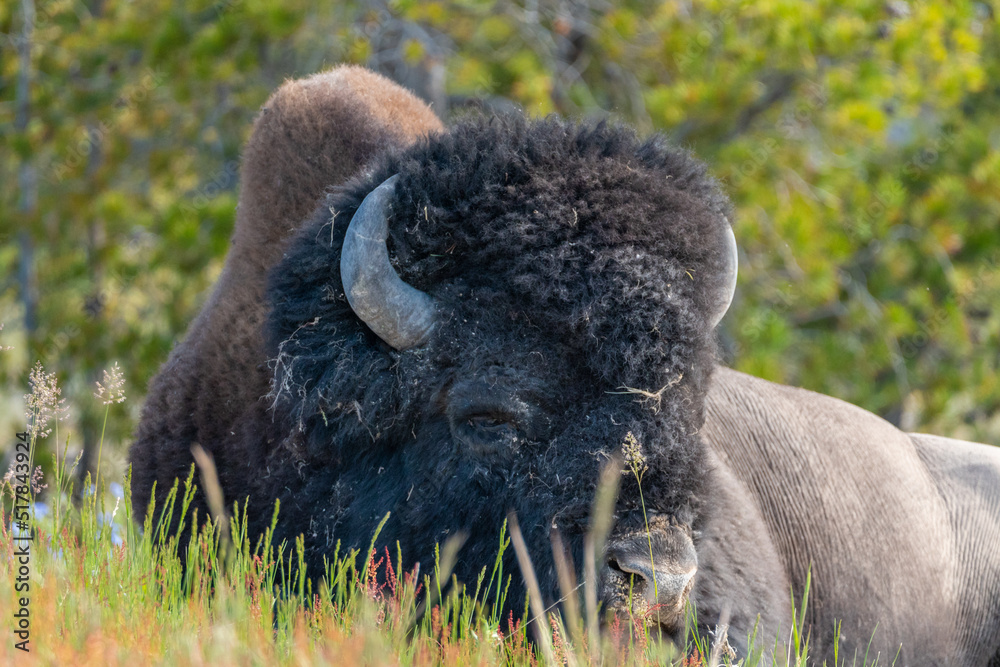 Bison in Yellowstone Bison in Yellowstone