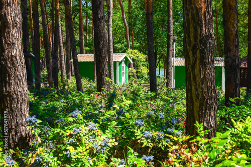 Fototapeta Naklejka Na Ścianę i Meble -  House in a pine forest with mahonia bushes, summer wooden green houses