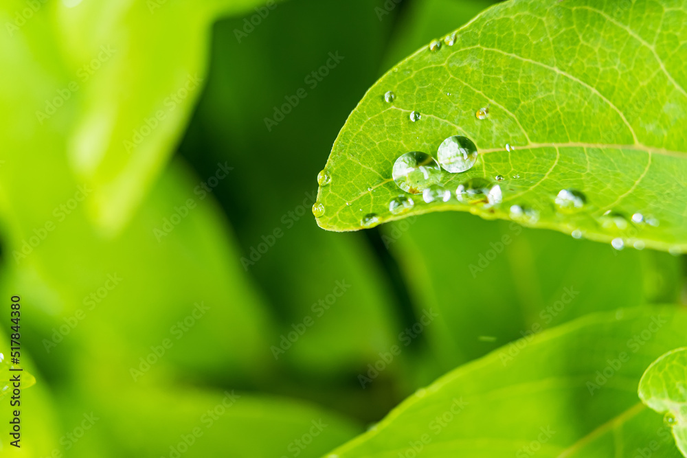 Macro closeup of Beautiful fresh green leaf with drop of water in morning sunlight nature background. Macro closeup of Beautiful fresh green leaf with drop of water in morning sunlight nature background.