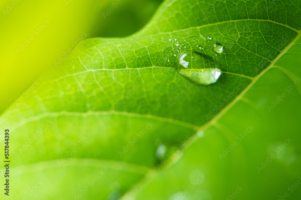 Macro closeup of Beautiful fresh green leaf with drop of water in morning sunlight nature background. Macro closeup of Beautiful fresh green leaf with drop of water in morning sunlight nature background.