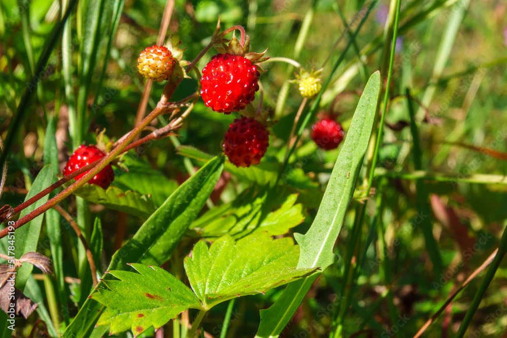 Tasty red wild strawberries Tasty red wild strawberries