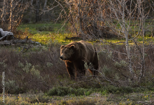 Canvas Print bruin bruno at dusk