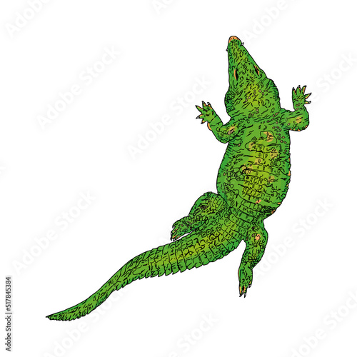 Isolated illustration of a crocodile on a white background. Reptile as a blank for a designer  logo  icon