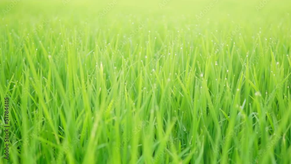 Close up of the beautiful rice plants in a gorgeous paddy field on organic farms at sunset time. slow motion. Close up of the beautiful rice plants in a gorgeous paddy field on organic farms at sunset time. slow motion.