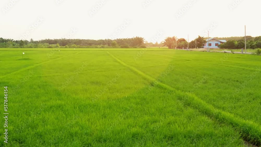 Beautiful rice plants in a gorgeous paddy field on organic farms at sunset time. slow motion. Beautiful rice plants in a gorgeous paddy field on organic farms at sunset time. slow motion.