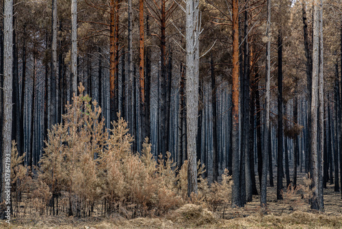Wallpaper Mural Scots pine forest and shoots with dry needles after a fire in the Sierra de la Culebra, Zamora, Spain. Torontodigital.ca