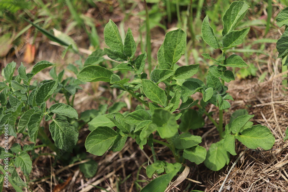 【春植え】で元気に成長する【じゃがいも】(ニシユタカ)の葉 【春植え】で元気に成長する【じゃがいも】(ニシユタカ)の葉