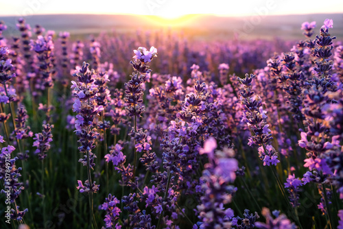 Lavender flowers in a lavender field on a summer evening at sunset.