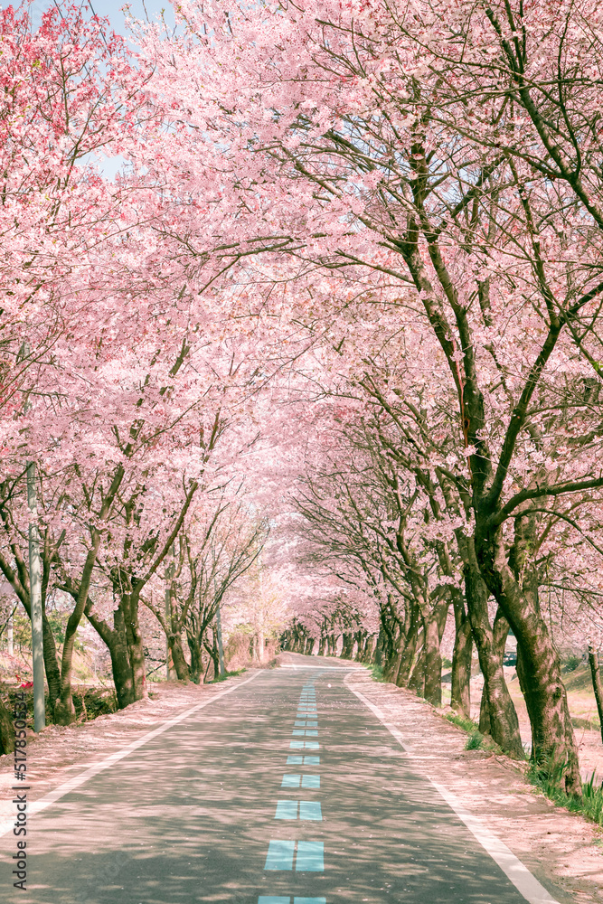 Fototapeta premium Beautiful Cherry Blossom Tunnel Landscape