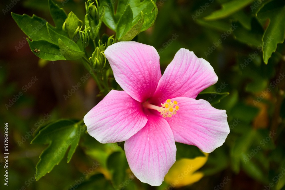 Pink hibiscus flowers are blooming and their petals are blooming in a beautiful natural garden Pink hibiscus flowers are blooming and their petals are blooming in a beautiful natural garden