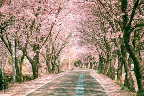 Fluttering Cherry Blossom Leafs and Beautiful Cherry Blossom Scenery