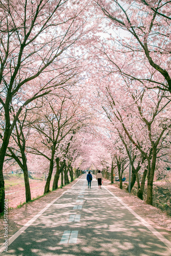Two people walking on the cherry blossom road