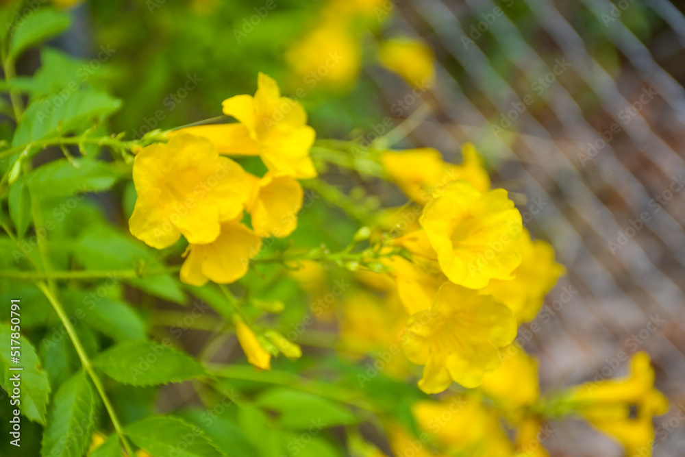 Yellow urai flowers and petals are blooming in the beautiful nature garden Yellow urai flowers and petals are blooming in the beautiful nature garden