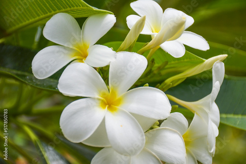 White frangipani flowers are blooming in the beautiful natural garden