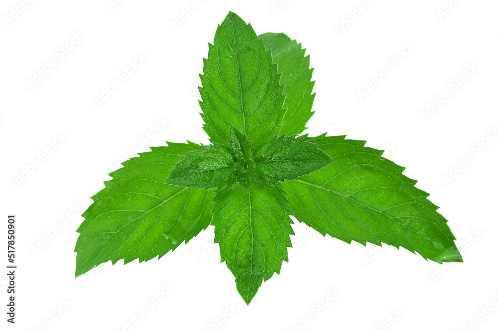 Several bright green mint leaves per stem Several bright green mint leaves per stem