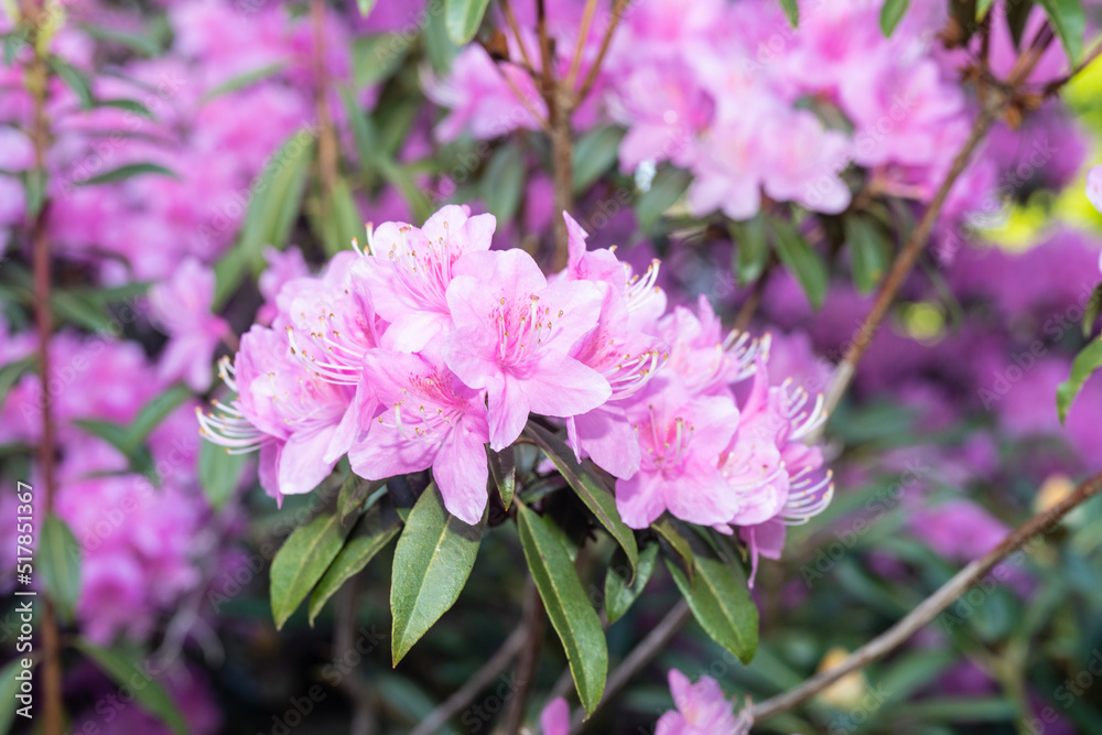 Concave-leaf rhododendron