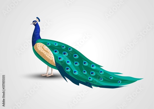 Indian national bird peacock vector illustration design
