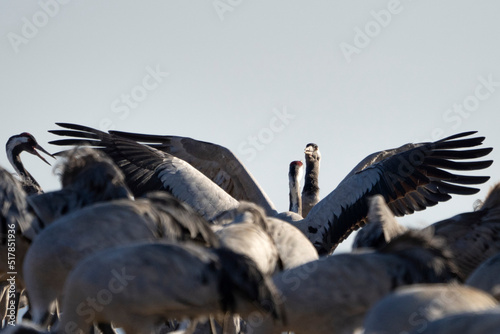 Common Crane, Grus grus, flying big bird in action jumping joyful playing and dancing near Lake Hornborga the nature habitat, Sweden. photo