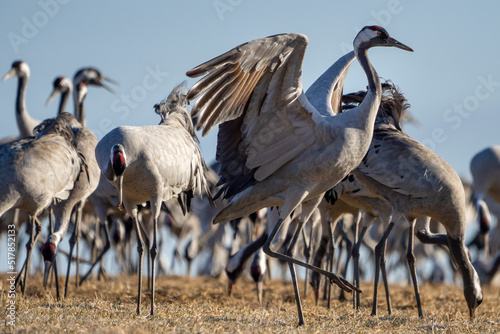 Common Crane  Grus grus  flying big bird in action jumping joyful playing and dancing near Lake Hornborga the nature habitat  Sweden.