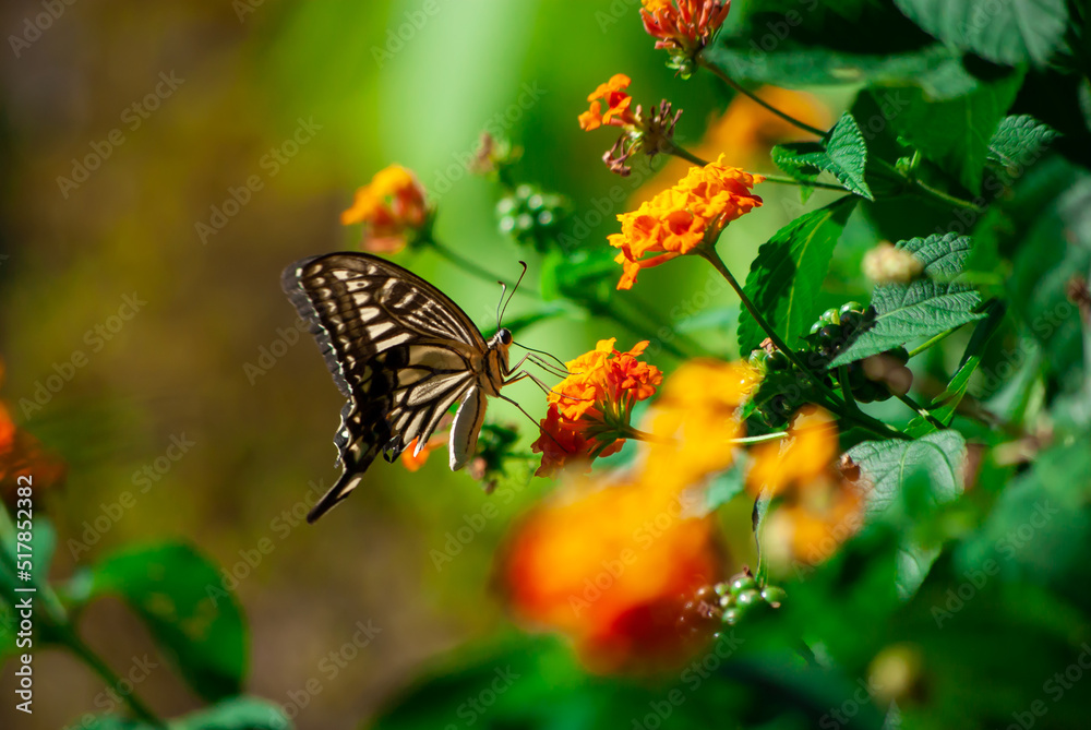 Obraz premium アゲハと花