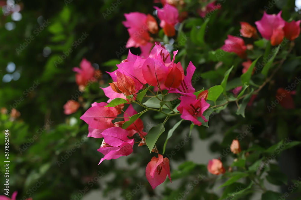 red Bougainvillea flowers with green leaves for walpaper and design red Bougainvillea flowers with green leaves for walpaper and design
