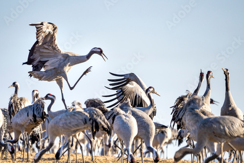 Common Crane, Grus grus, flying big bird in action jumping joyful playing and dancing near Lake Hornborga the nature habitat, Sweden.