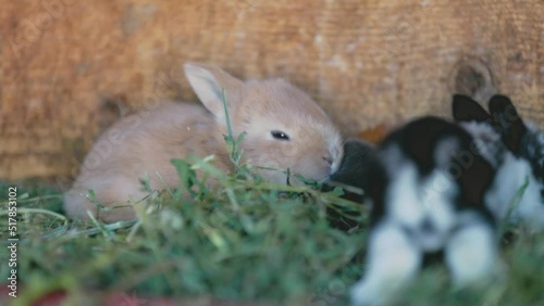 small rabbits sitting in a cage close-up