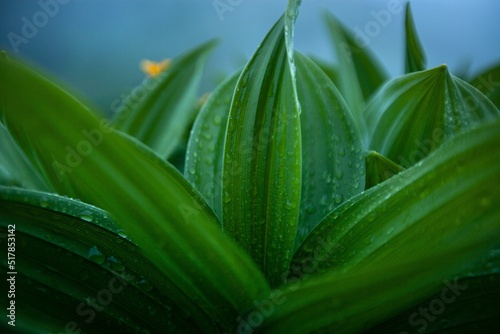 Macro nature of green leaf in garden. Natural green leaves plants as spring background. Ecology wallpaper.