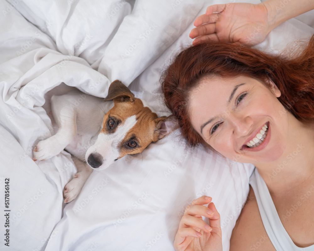Jack Russell Terrier dog lies with the owner in bed. Jack Russell Terrier dog lies with the owner in bed.