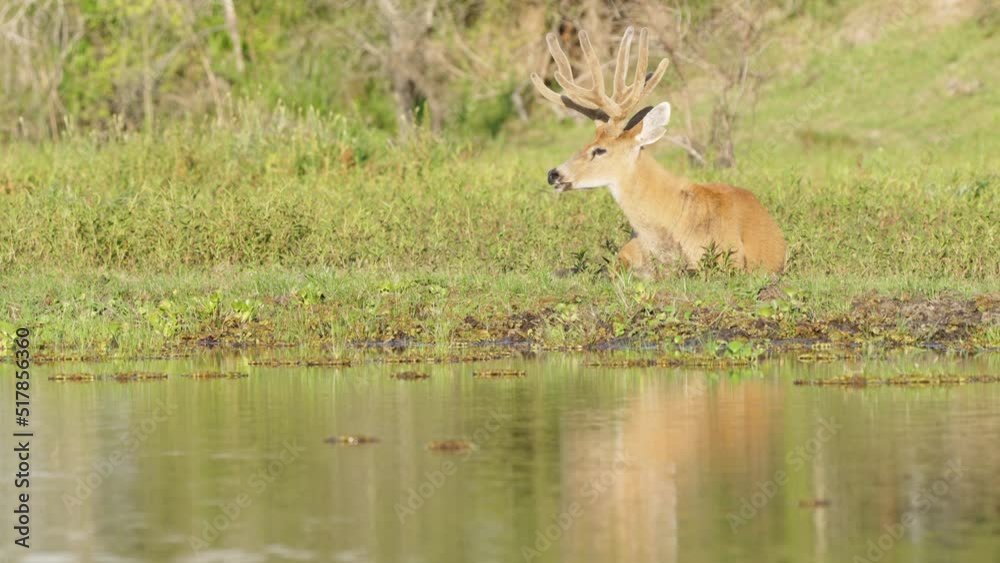 Natural landscape shot capturing a wild marsh deer, blastocerus dichotomus resting and soaking in the marsh under beautiful sunlight in tropical wetland, ibera natural region, south america. Natural landscape shot capturing a wild marsh deer, blastocerus dichotomus resting and soaking in the marsh under beautiful sunlight in tropical wetland, ibera natural region, south america.