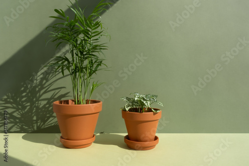Home plants fittonia and hamedorea or Areca palm in a clay brown pots on a green background. The concept of minimalism. Houseplants in a modern interior