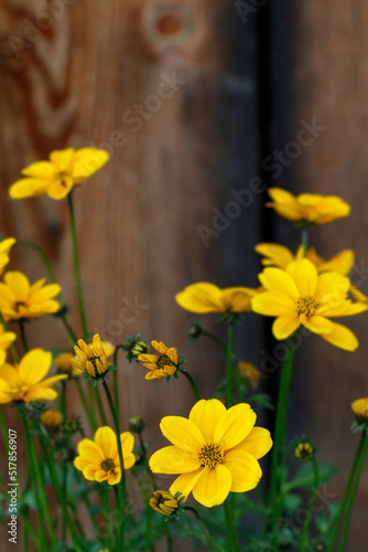 Yellow flowers on wooden background