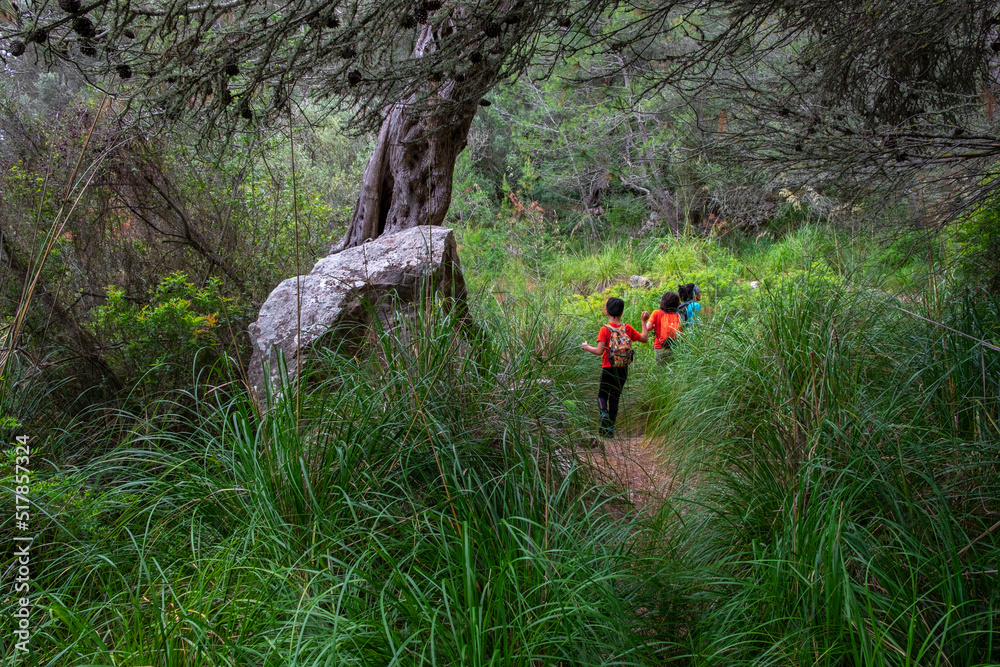 Naklejka premium familia avanzando entre el carrizo, Fita del Ram, Esporles, Paraje natural de la Serra de Tramuntana, Mallorca, balearic islands, Spain