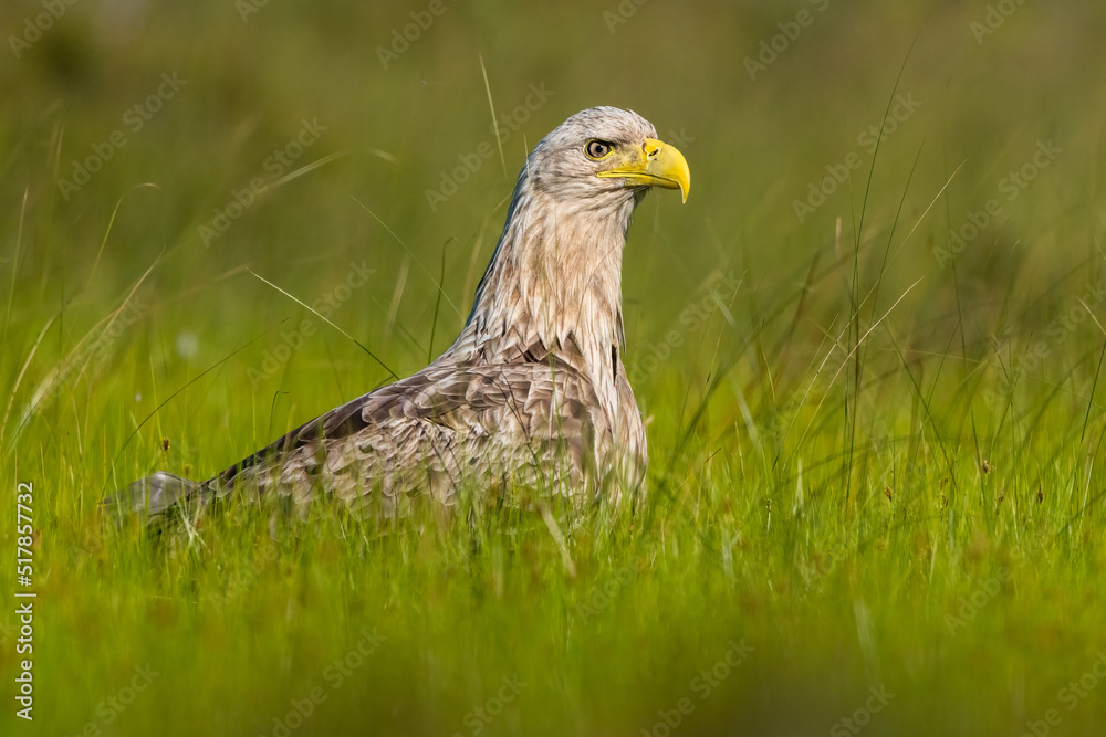 White-tailed eagle in the summer bog landscape White-tailed eagle in the summer bog landscape