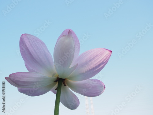 青空のもとで影が差す大賀ハスの花