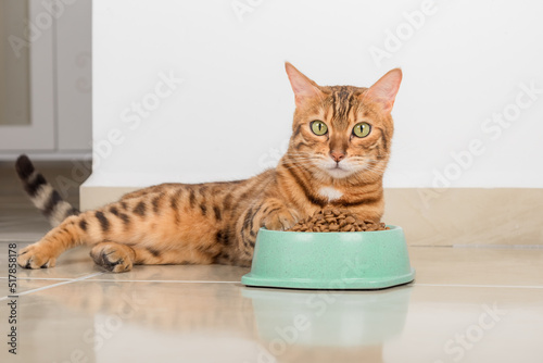 Satisfied Bengal cat next to a bowl full of dry food.