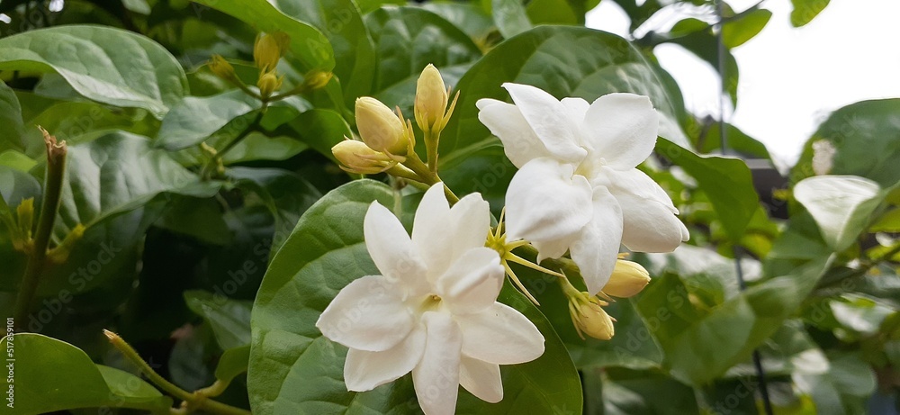 Obraz premium white jasmine flowers in a garden