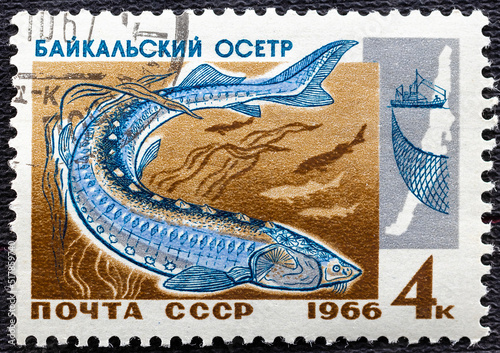 USSR - CIRCA 1966: A stamp printed in USSR Russia shows Sturgeon with the inscription Baikal Sturgeon Acipenser baeri baicalensis from the series Commercial fish of Lake Baikal , circa 1966 photo