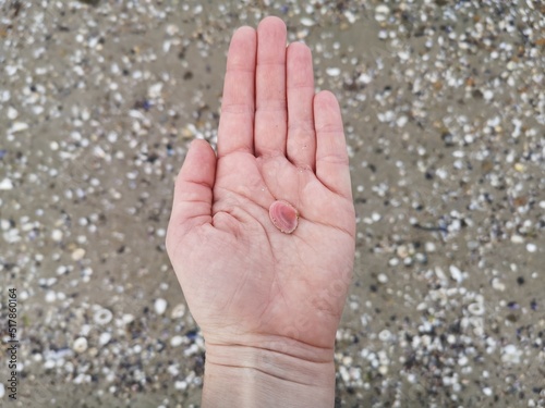 Woman´s hand holding tiny unique pink seashell on beach. © Galina