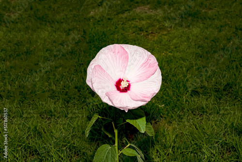 hibiscus pollen